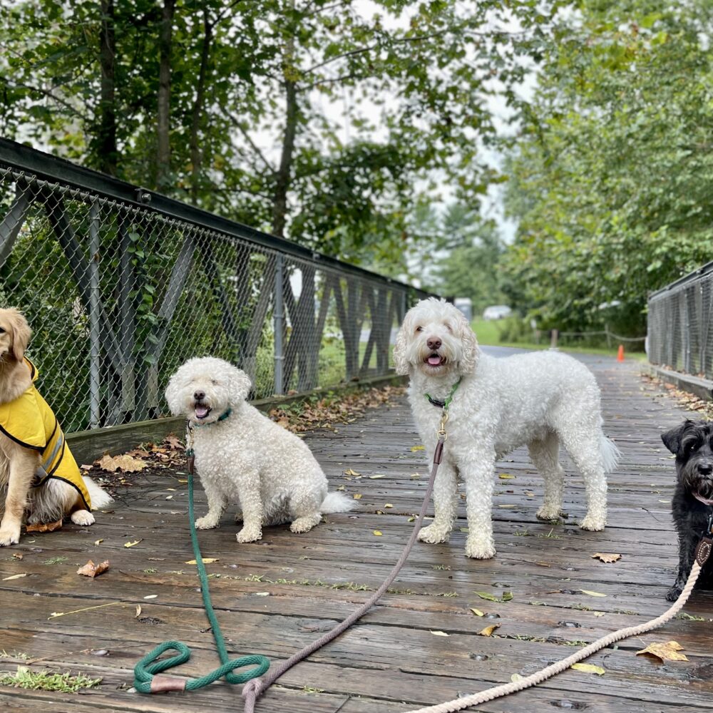 Fall Care Tips for Your Dog