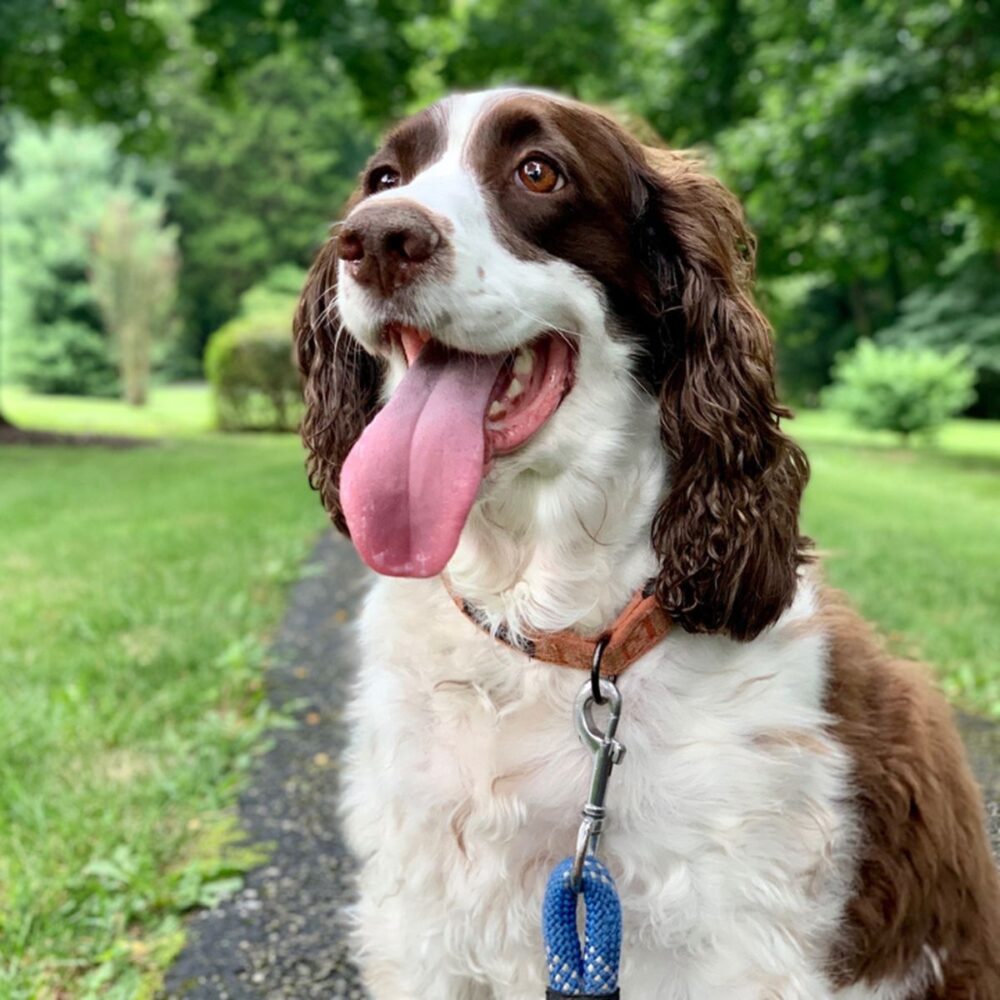 Celebrate Walk Your Dog Week